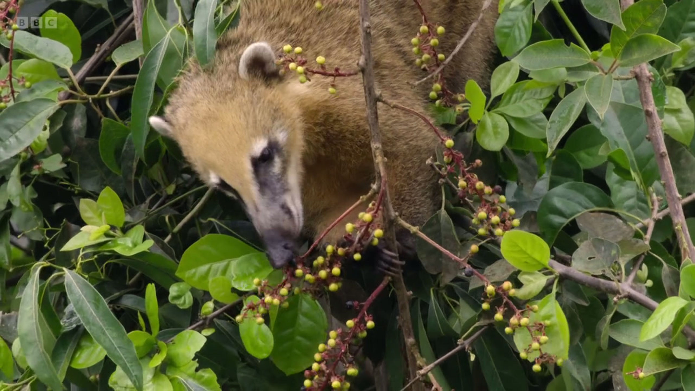 Coatis